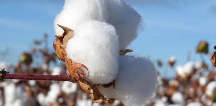 BIOPECTA — produto biológico para pecuária AGROMAIA